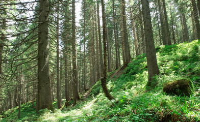 Obraz premium Forest trees. nature green wood sunlight backgrounds
