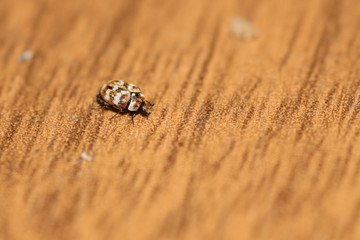 khapra beetle in the apartment