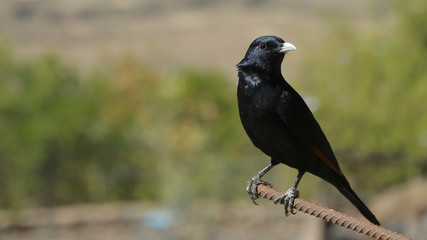 Estornino piquiblanco en Etiopía