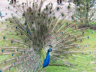 Obraz premium peacock with feathers out