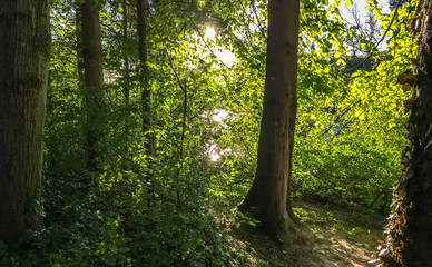 Sonnenlicht zwischen Zweigen im dichtem Wald