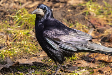 Black Rook bird with open beak stands on the green grass and looks at you against a blurred background.