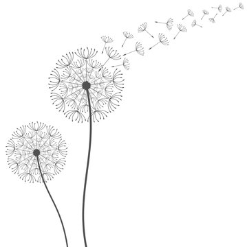 Dandelion background. Vector illustration