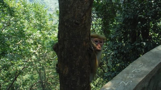 big wise monkey up a tree wery close in Sri Lanka jungle