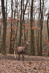 Fototapeta premium jeleń w lesie