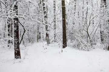 beautiful winter forest and the road