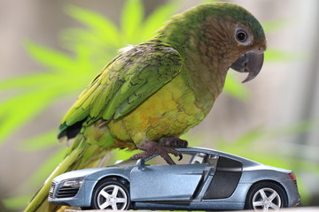 PARROT IN THE TOY CAR