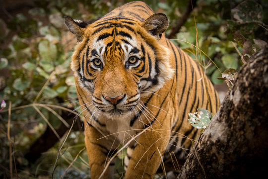 A dominant royal bengal male tiger portrait from ranthambore national park, India