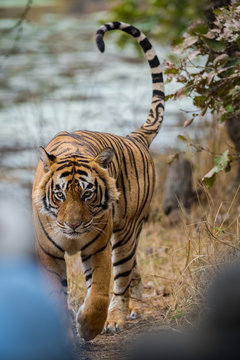 A dominant royal bengal male tiger portrait from ranthambore national park, India