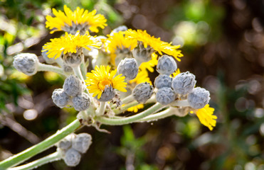 sow thistle close up picture