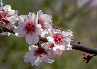 almond blossoms as macro photo
