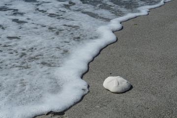 Sea Biscuit along the beach with sea foam approaching