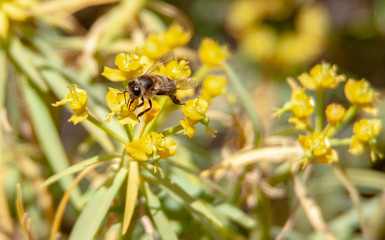 Bee on the flowering shrub