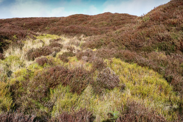 Flora of Ireland. Nature Reserve. Landscape in the mountains, 