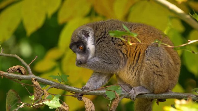 Mongoose lemur eating leaves