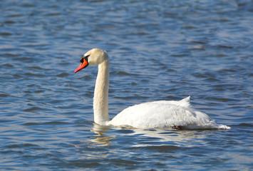 Mute Swan on lake