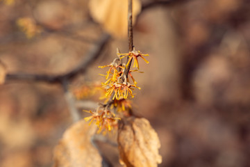 yellow vernal witch hazel flowers. hamamelis vernalis.