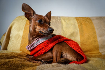 pincher su divano © Giuseppe