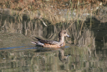canard siffleur femelle