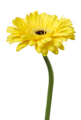 One Vibrant bright yellow gerbera daisy flower blooming isolate on white background