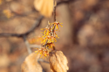 yellow vernal witch hazel flowers. hamamelis vernalis.