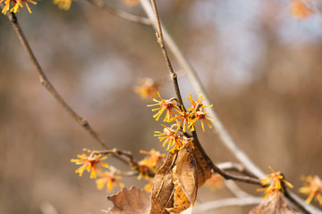 yellow vernal witch hazel flowers. hamamelis vernalis.
