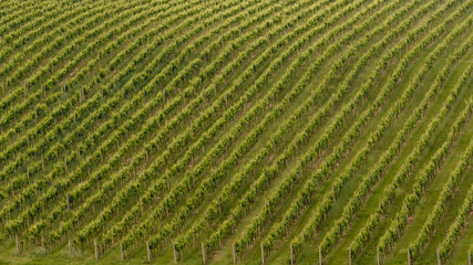 closeup of green grapevine