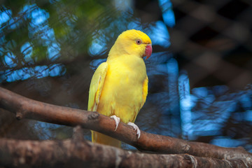 cute yellow parrot standing on the branch 