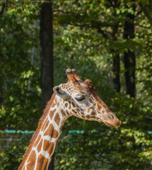 Giraffe im Profil