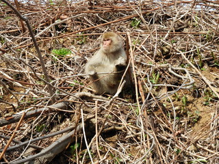 白神山地のニホンザル