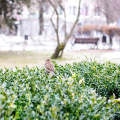Photo of a sparrow on a bush in the park. Loneliness in the park. Bird in the park
