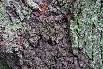Texture of tree bark covered with moss. The bark of the tree for the base. Design tree texture with moss