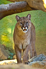 Puma (Puma concolor)