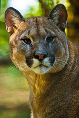 Puma (Puma concolor)