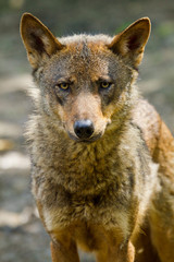Obraz premium Iberischer Wolf (Canis lupus signatus)