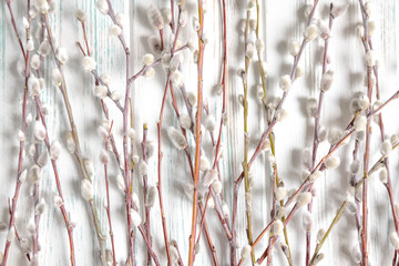 Frame for text from willow branches with buds. Spring frame for text from natural willow branches. Greeting frame for easter spring