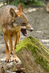 Naklejka na ściany i meble Iberischer Wolf (Canis lupus signatus)