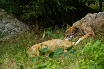 Wolf oder Grauwolf (Canis lupus)