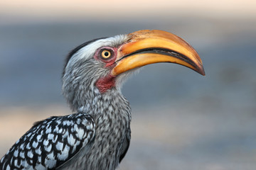 Southern yellow billed hornbill