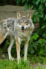 Fototapeta premium Wolf oder Grauwolf (Canis lupus)