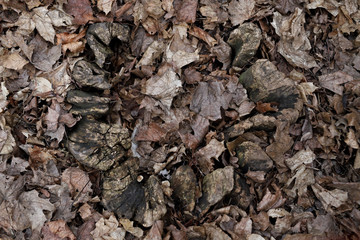 background, leaves and wood