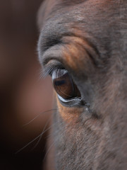 eye of the horse in close-up