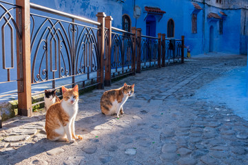 cats of chefchaouen