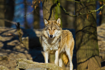 Timberwolf oder Amerikanischer Grauwolf (Canis lupus lycaon)