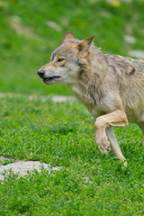 Fototapeta premium Timberwolf oder Amerikanischer Grauwolf (Canis lupus lycaon)