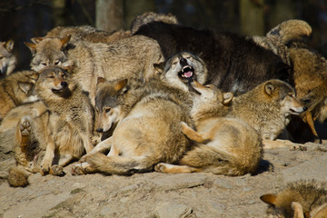 Fototapeta premium Timberwolf oder Amerikanischer Grauwolf (Canis lupus lycaon)