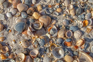 Seashells on a Florida Beach