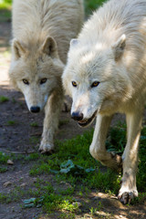 Polarwolf oder Weißwolf (Canis lupus arctos)