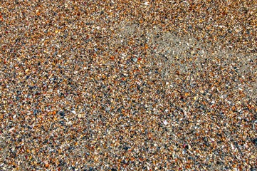 Seashells on a Florida Beach