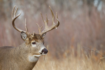 Whitetail Deer Buck - portrait in a natural setting